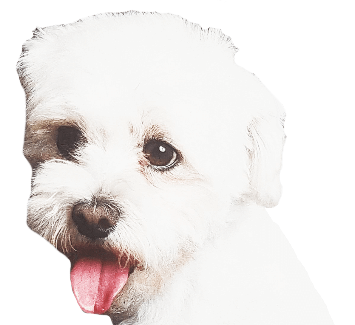 kruemel_kopf_transparent